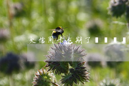 欠信用卡逾期了？自救辦法在此！